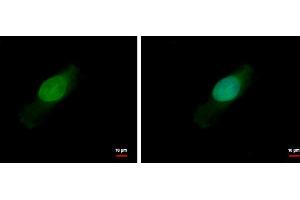 ICC/IF Image BCL2L15 antibody detects BCL2L15 protein at nucleus by immunofluorescent analysis.