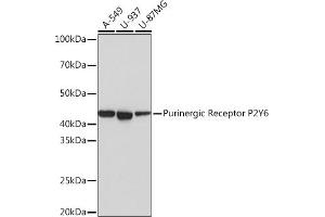 Western blot analysis of extracts of various cell lines, using Purinergic Receptor Purinergic Receptor P2Y6 Rabbit mAb (ABIN7269761) at 1:1000 dilution. (P2RY6 anticorps)