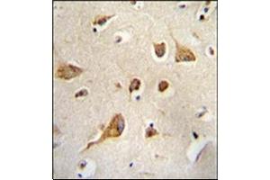 Formalin Fixed, Paraffin Embedded Human brain tissue stained with Kif5C-2 Antibody followed by peroxidase conjugation of the secondary antibody and DAB staining. (KIF5C anticorps)