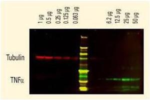 Image no. 1 for Goat anti-Rat IgG (Whole Molecule) antibody (ABIN300917) (Chèvre anti-Rat IgG (Whole Molecule) Anticorps)
