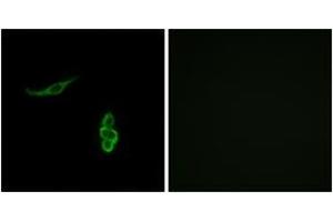 Immunofluorescence (IF) image for anti-Sodium Channel, Nonvoltage-Gated 1, delta (SCNN1D) (AA 411-460) antibody (ABIN2890112) (SCNN1D anticorps  (AA 411-460))