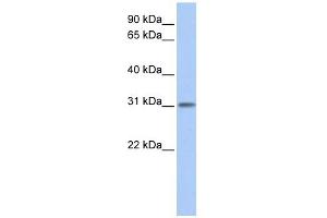 ODF3L1 antibody used at 1 ug/ml to detect target protein. (ODF3L1 anticorps  (N-Term))