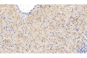 Detection of TNFa in Bovine Liver Tissue using Monoclonal Antibody to Tumor Necrosis Factor Alpha (TNFa) (TNF alpha anticorps  (AA 71-234))