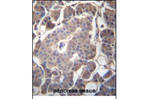 GP2 Antibody (N-term) (ABIN657047 and ABIN2846214) immunohistochemistry analysis in formalin fixed and paraffin embedded human pancreas tissue followed by peroxidase conjugation of the secondary antibody and DAB staining. (GP2 anticorps  (N-Term))