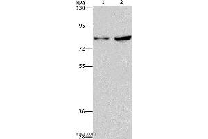 Western blot analysis of Hela and Raji cell, using MYB Polyclonal Antibody at dilution of 1:633 (MYB anticorps)