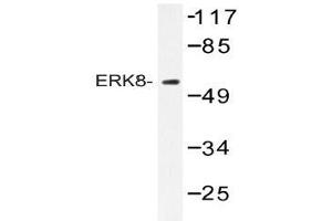 Western blot (WB) analysis of ERK8 antibody in extracts from HepG2 cells. (MAPK15 anticorps)