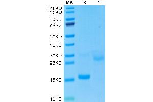 Cynomolgus GDF15 on Tris-Bis PAGE under reduced (R) condition and Non reducing (N) condition. (GDF15 Protein (AA 193-308) (His tag))