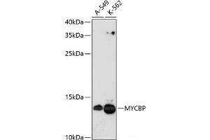 Western blot analysis of extracts of various cell lines using MYCBP Polyclonal Antibody at dilution of 1:3000. (MYCBP anticorps)