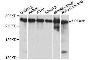Western blot analysis of extracts of various cell lines, using SPTAN1 antibody. (SPTAN1 anticorps)