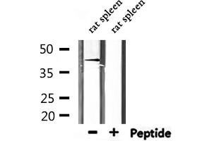 Western blot analysis of extracts from rat spleen, using RARA  Antibody.