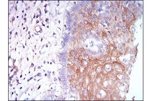 Fig. (CSF1R anticorps  (AA 344-497))