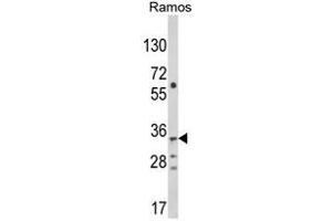 Western blot analysis of C10orf27 Antibody (C-term) in Ramos cell line lysates (35ug/lane). (C10orf27 anticorps  (C-Term))
