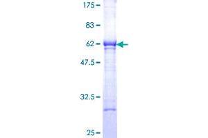 SDS-PAGE (SDS) image for Esterase D (ESD) (AA 1-282) protein (GST tag) (ABIN1778238)
