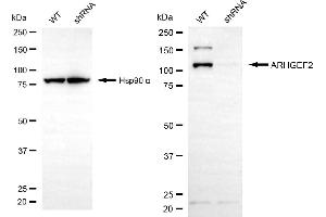 Western blotting analysis using ARHGEF2 antibody (ABIN7800206). (ARHGEF2 anticorps)