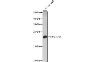 Western blot analysis of extracts of mouse testis, using PBR/PBR/TSPO antibody (ABIN7269228) at 1:1000 dilution.