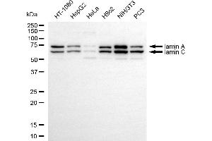 Western blotting analysis using Iamin A/C antibody (ABIN7799229). (Recombinant Lamin A/C anticorps)