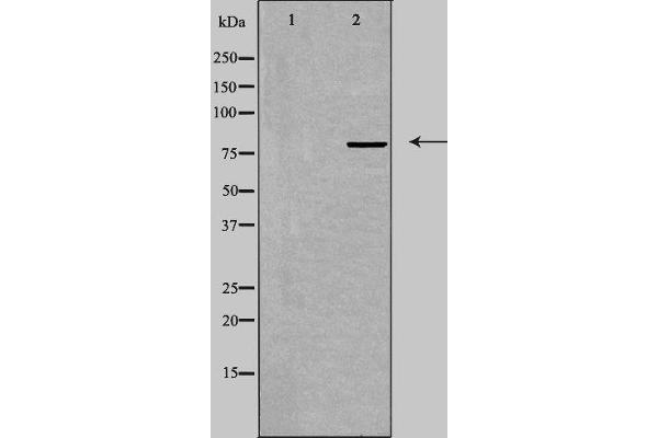 TRIM3 antibody  (Internal Region)