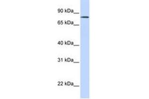 Image no. 1 for anti-Organic Anion Transporter LST-3b (LST-3TM12) (AA 252-301) antibody (ABIN6743317) (LST-3TM12 anticorps  (AA 252-301))