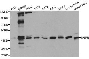 Western blot analysis of extracts of various cell lines, using NGFR antibody (ABIN5971123) at 1/1000 dilution. (NGFR anticorps)