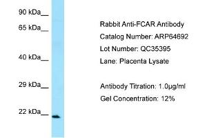 Western Blotting (WB) image for anti-Fc Fragment of IgA, Receptor For (FCAR) (C-Term) antibody (ABIN970682) (FCAR anticorps  (C-Term))