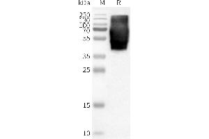 WB analysis of Human -Nanodisc with anti-Flag monoclonal antibody at 1/5000 dilution, followed by Goat Anti-Rabbit IgG HRP at 1/5000 dilution (GPR84 Protéine)