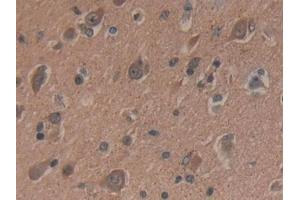 Detection of dSIP in Human Brain Tissue using Polyclonal Antibody to Delta-Sleep Inducing Peptide (dSIP) (dSIP (AA 1-134) anticorps)