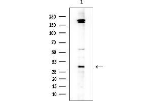 anti-MAS-Related GPR, Member G (Mrgprg) (C-Term) antibody