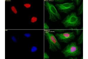 Histone H2B dimethyl Lys46 pAb tested by immunofluorescence.