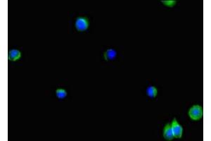Immunofluorescent analysis of Hela cells using ABIN7163357 at dilution of 1:100 and Alexa Fluor 488-congugated AffiniPure Goat Anti-Rabbit IgG(H+L)