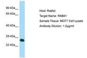 Image no. 1 for anti-RAB41, Member RAS Oncogene Family (RAB41) (N-Term) antibody (ABIN6750036) (RAB41 anticorps  (N-Term))