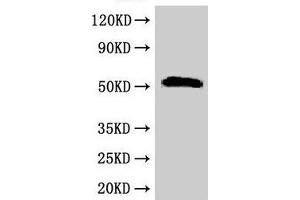 Western Blot Positive WB detected in: Rat liver tissue All lanes: SCTR antibody at 2. (SCTR anticorps  (AA 51-135))