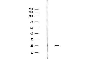 anti-RAB9A, Member RAS Oncogene Family (RAB9A) (Internal Region) antibody