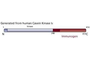 Image no. 3 for anti-Casein Kinase 1, epsilon (CSNK1E) (AA 248-414) antibody (ABIN967975) (CK1 epsilon anticorps  (AA 248-414))
