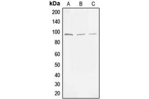 Western blot analysis of MLK3 (pT277/S281) expression in HEK293T (A), NIH3T3 (B), PC12 (C) whole cell lysates. (MAP3K11 anticorps  (pSer277, pSer281))