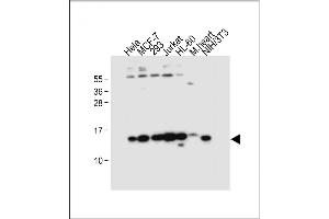 All lanes : Anti-SNRPD3 Antibody (N-term) at 1:4000 dilution Lane 1: Hela whole cell lysate Lane 2: MCF-7 whole cell lysate Lane 3: 293 whole cell lysate Lane 4: Jurkat whole cell lysate Lane 5: HL-60 whole cell lysate Lane 6: Mouse heart tissue lysate Lane 7: NIH/3T3 whole cell lysate Lysates/proteins at 20 μg per lane. (SNRPD3 anticorps  (N-Term))