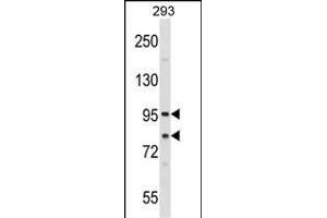SEC23A Antibody (Center) (ABIN1538270 and ABIN2848682) western blot analysis in 293 cell line lysates (35 μg/lane). (SEC23A anticorps  (AA 299-328))