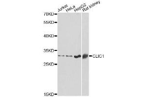 Western blot analysis of extracts of various cell lines, using CLIC1 antibody. (CLIC1 anticorps  (AA 42-241))