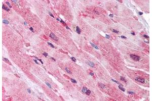 Anti-QSOX2 antibody  ABIN1049285 IHC staining of human heart. (QSOX2 anticorps  (Internal Region))