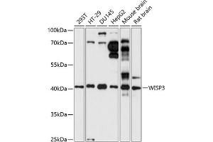 Western blot analysis of extracts of various cell lines, using WISP3 antibody (ABIN7271384) at 1:1000 dilution. (WISP3 anticorps  (AA 42-260))