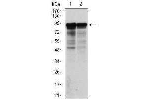Western Blotting (WB) image for anti-Neurofilament, Light Polypeptide (NEFL) antibody (ABIN1108416) (NEFL anticorps)