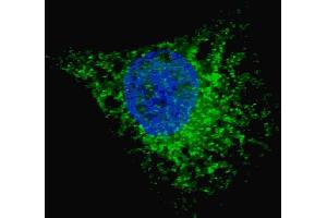 Fluorescent image of  cells stained with (ABIN388463 and ABIN2849510) LC3 (G8A) antibody. (MAP1LC3A anticorps)