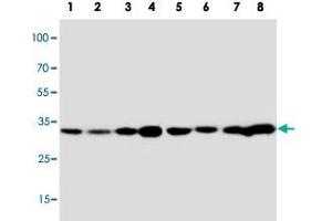 Western blot analysis of tissue and cell extracts with APOD polyclonal antibody . (Apolipoprotein D anticorps  (C-Term))
