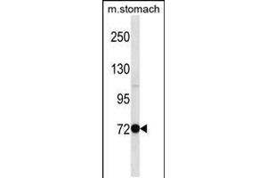 Western blot analysis in mouse stomach tissue lysates (35ug/lane). (PAK7 anticorps  (N-Term))