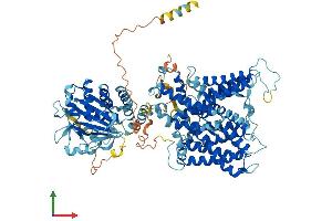 AlphaFold protein structure predicition of Human Recombinant SLC4A1 Protein, UniprotID P02730
