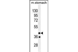 GIN1 Antibody (C-term) (ABIN655674 and ABIN2845140) western blot analysis in mouse stomach tissue lysates (35 μg/lane). (GIN1 anticorps  (C-Term))