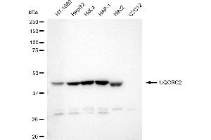 anti-Ubiquinol-Cytochrome C Reductase Core Protein II (UQCRC2) antibody