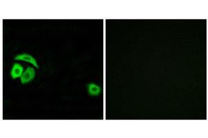 Immunofluorescence (IF) image for anti-Ribosomal Protein L27a (RPL27A) (C-Term) antibody (ABIN1850622) (RPL27A anticorps  (C-Term))