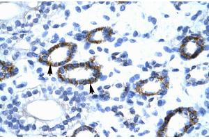 Human kidney (GTF2F2 anticorps  (C-Term))