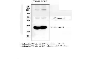 Western blot analysis of OPN using anti- OPN antibody . (Osteopontin anticorps  (C-Term))