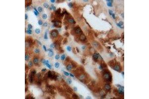 Immunohistochemical analysis of CBS staining in mouse kidney formalin fixed paraffin embedded tissue section.